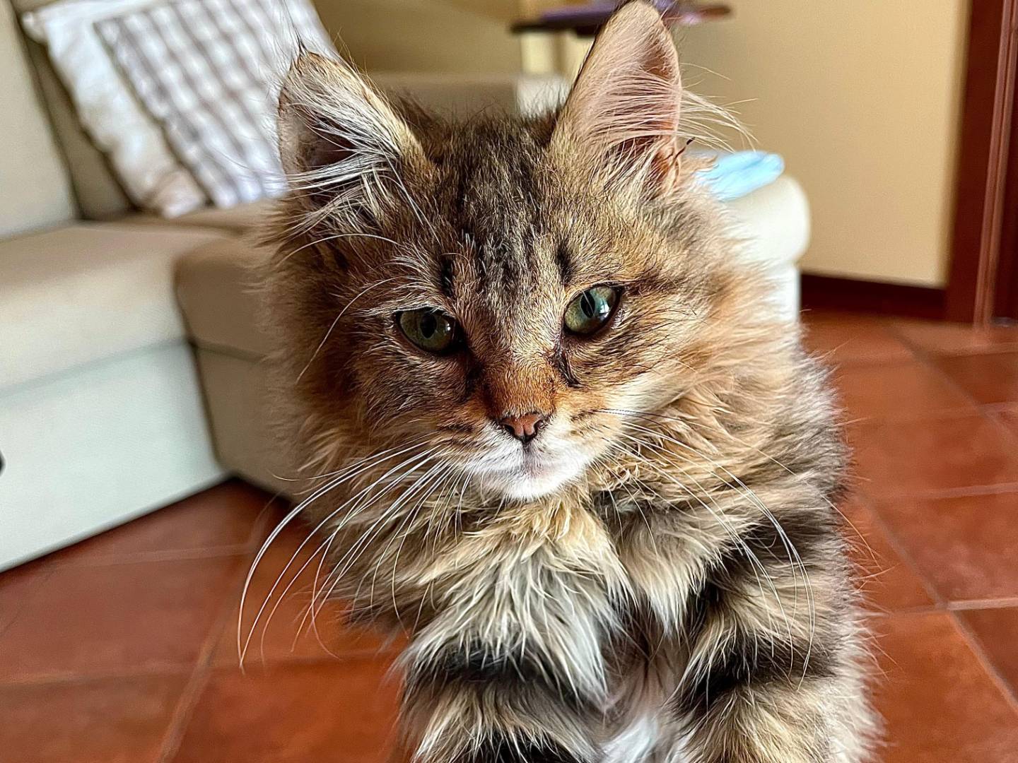 Adozione gatto, maschio, Razza sconosciuta Razza sconosciuta, 2 mesi, taglia non valida, Milano