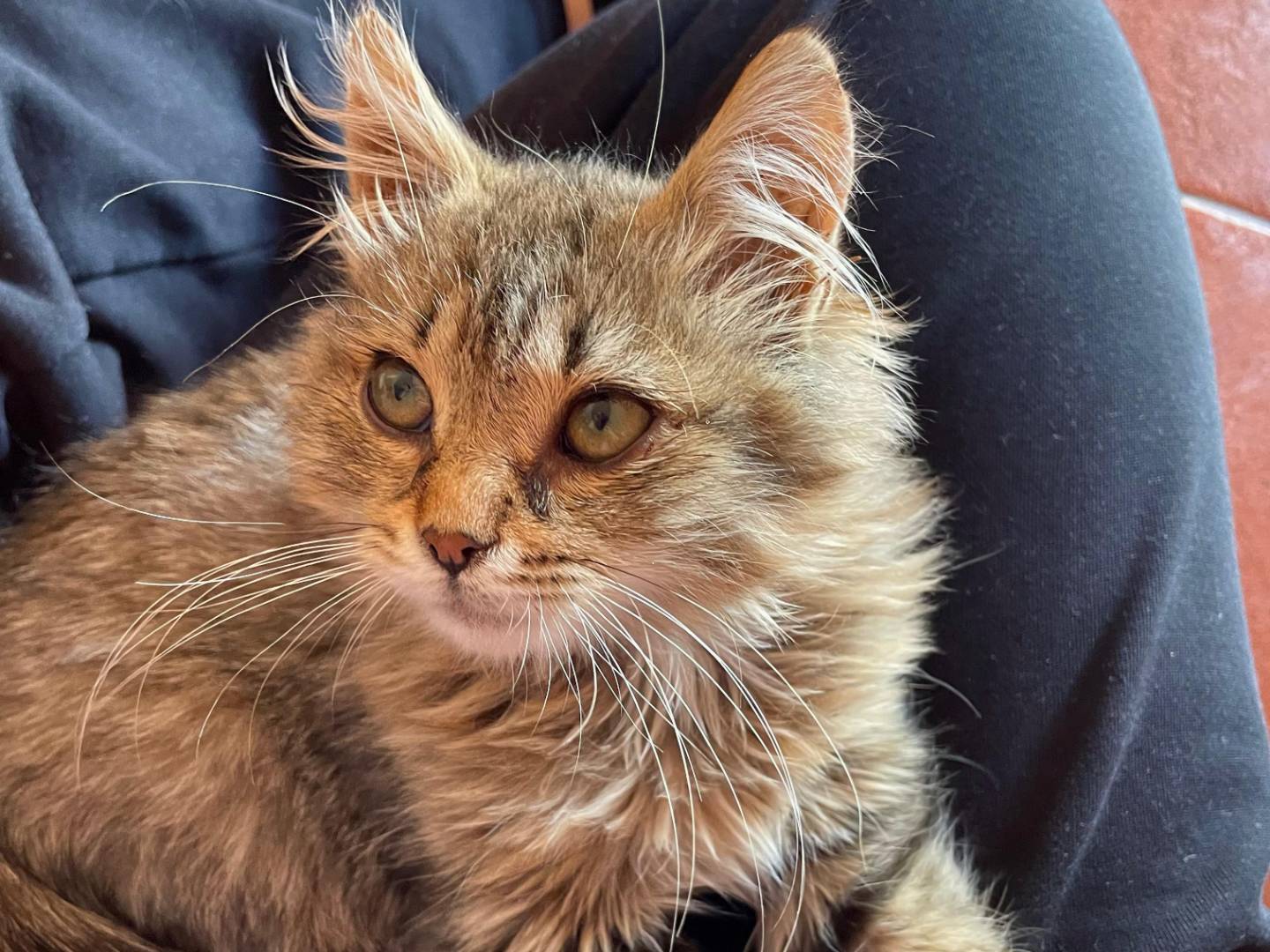 Adotta un gatto, maschio, 2 mesi, Milano