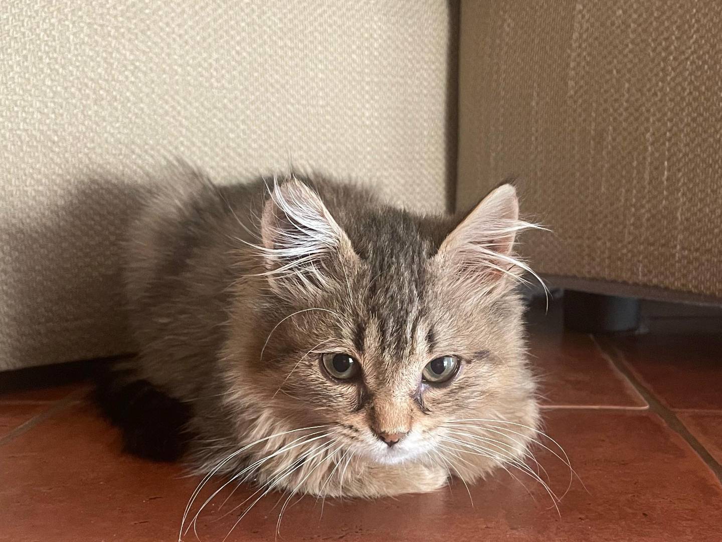 Adotta un gatto, taglia non valida, maschio, Milano