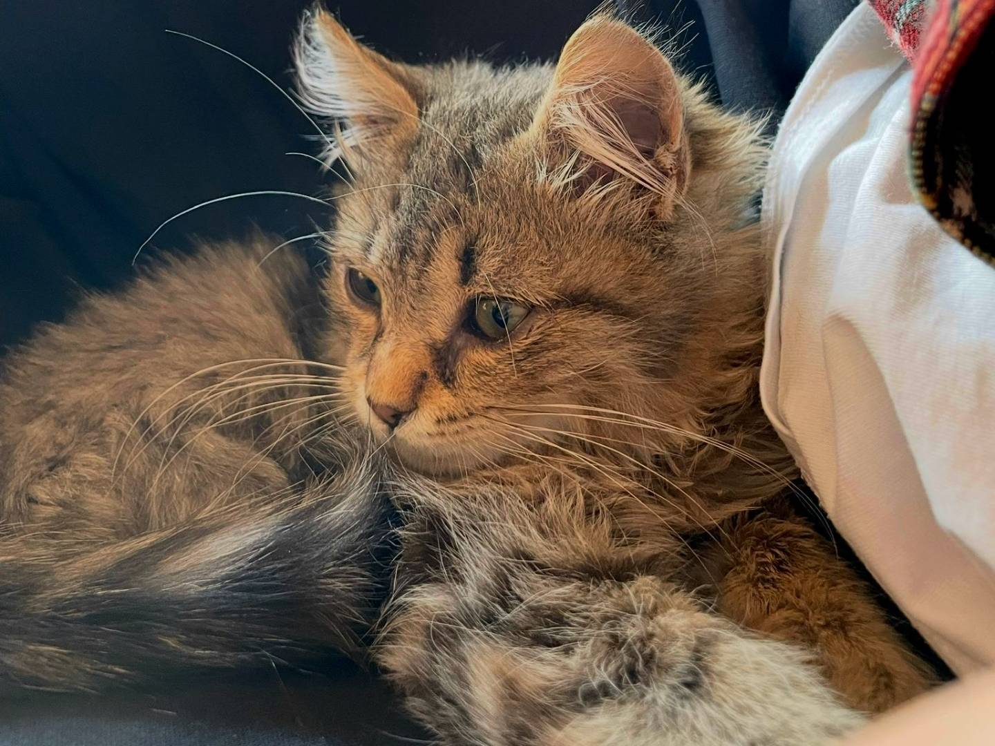 Vuoi adottare un gatto a Milano?