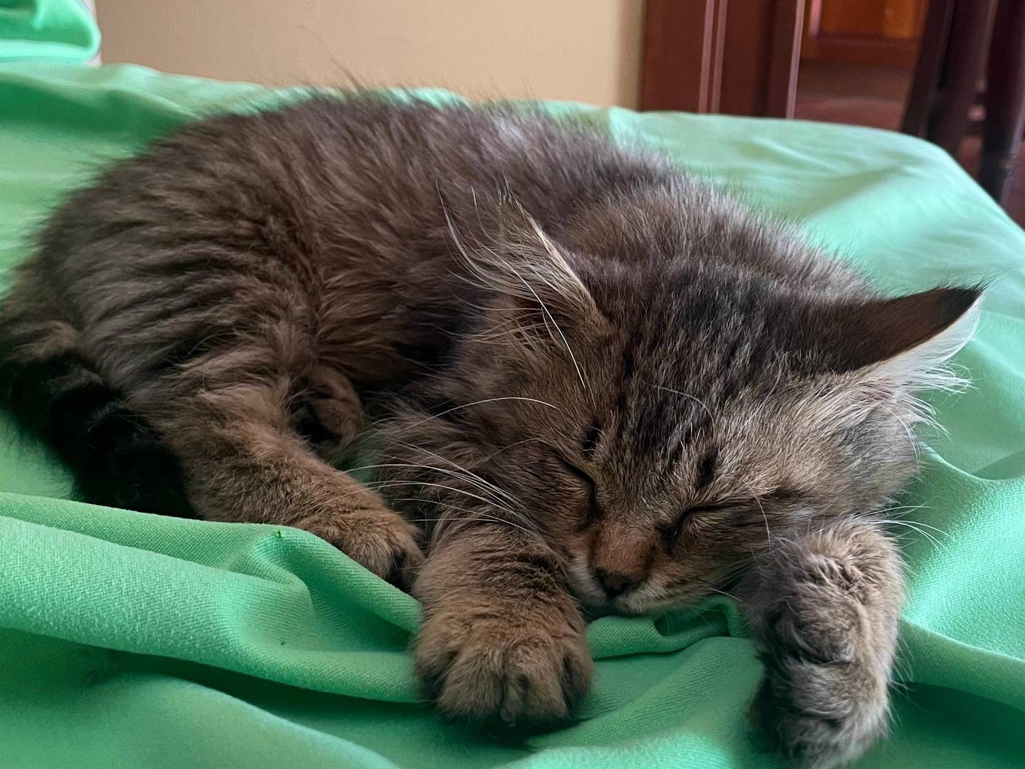 Adotta il gatto Moka il tuo Pocket Coffee a Milano