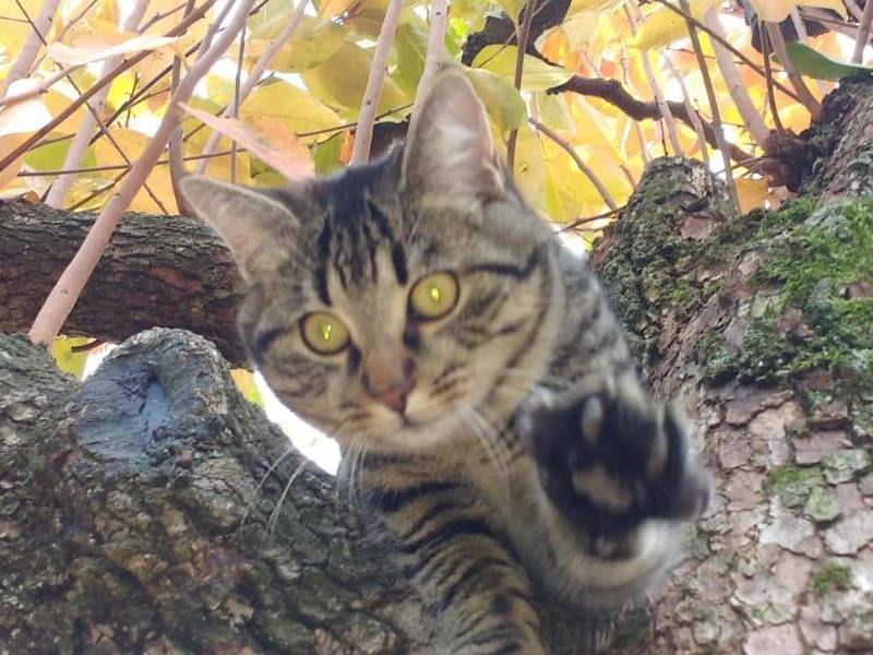 Adozione gatto, maschio, Razza sconosciuta Razza sconosciuta, 8 anni e 2 mesi, taglia non valida, Torino