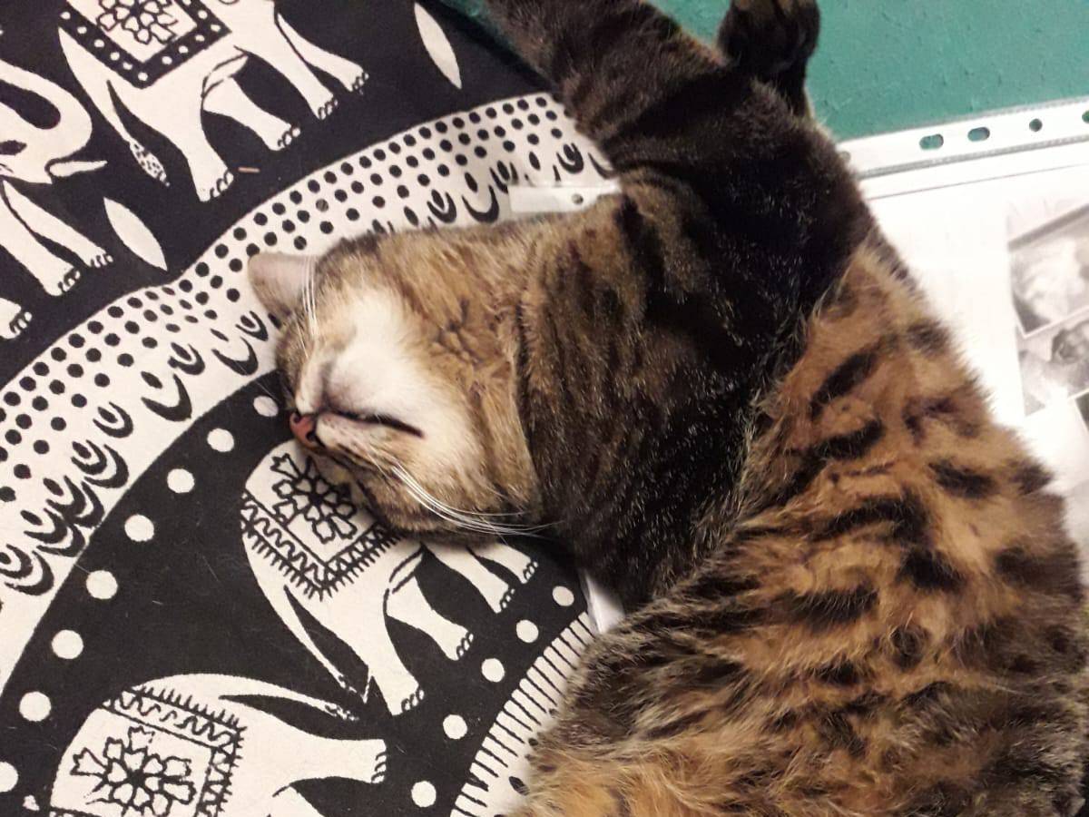 Adotta un gatto, maschio, 8 anni e 2 mesi, Torino