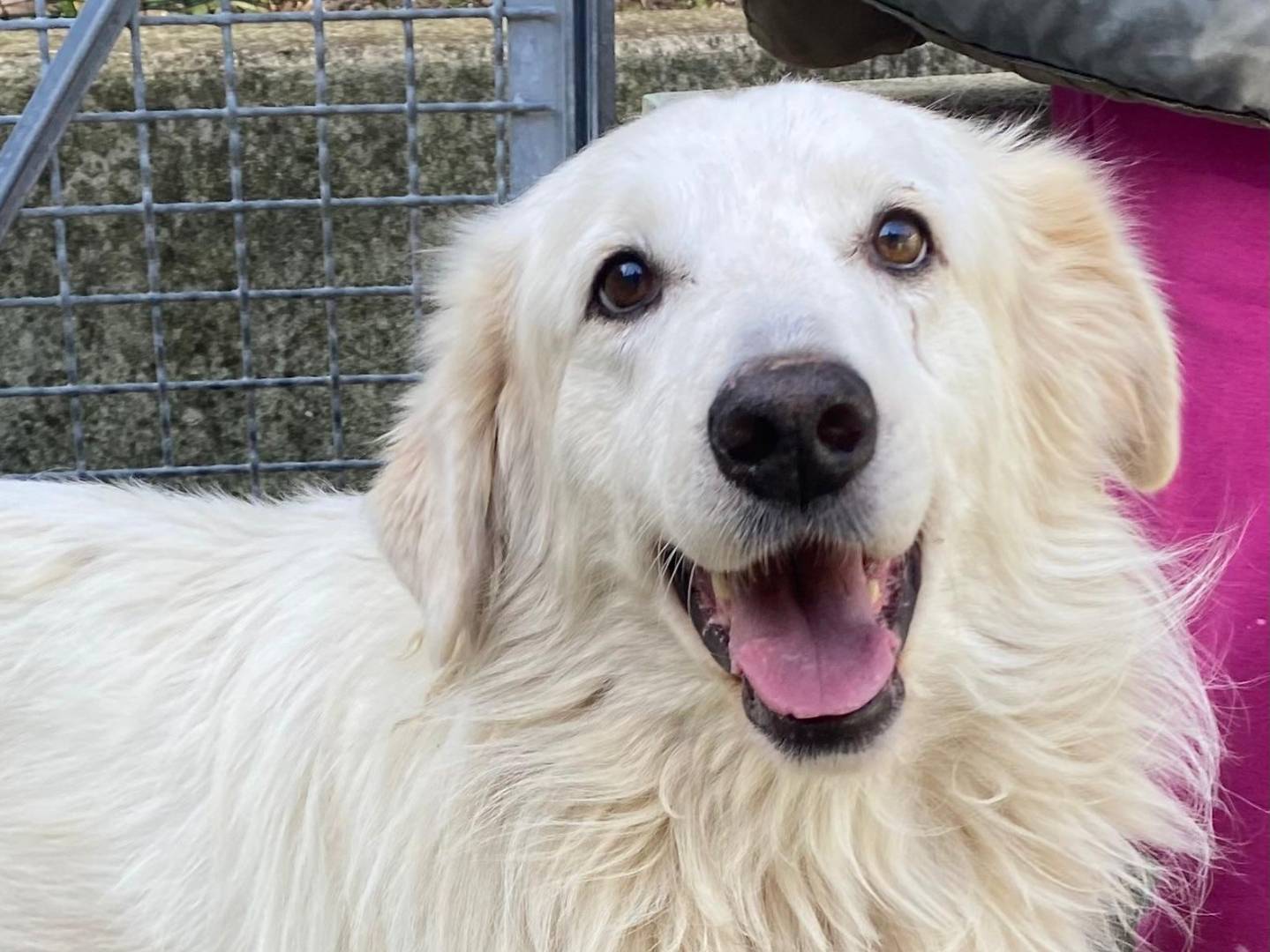 Adozione cane, maschio, Razza sconosciuta Razza sconosciuta, 5 anni, taglia grande, Avellino
