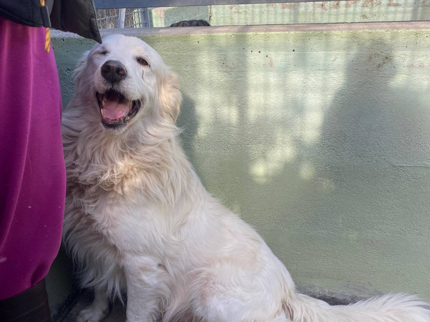 Adotta un cane, maschio, 5 anni, Avellino