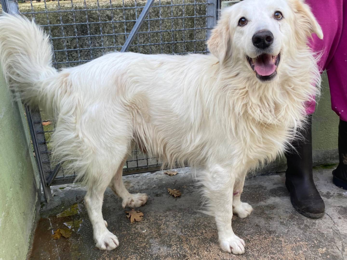 Adotta un cane, taglia grande, maschio, Avellino