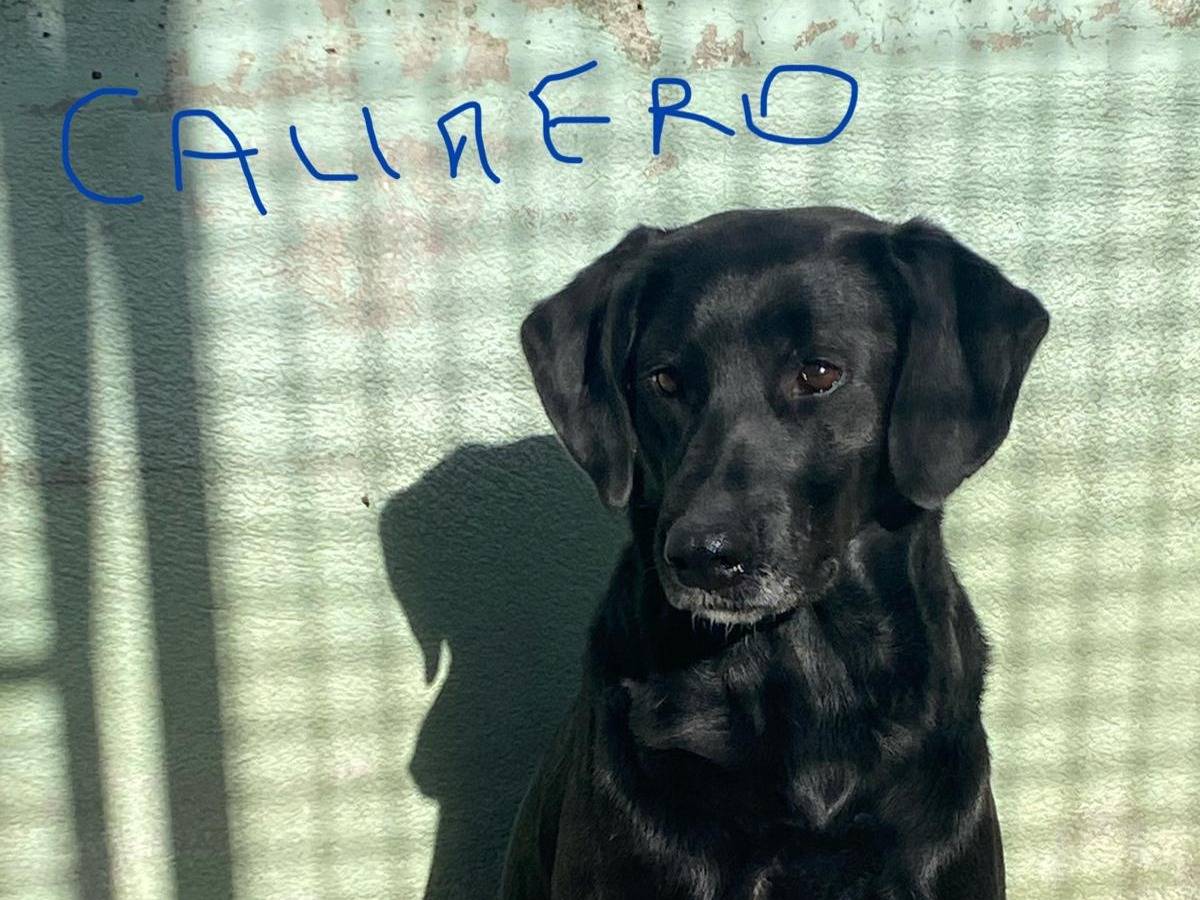 Adozione cane, maschio, Razza sconosciuta Razza sconosciuta, 5 anni e 1 mese, taglia media, Avellino