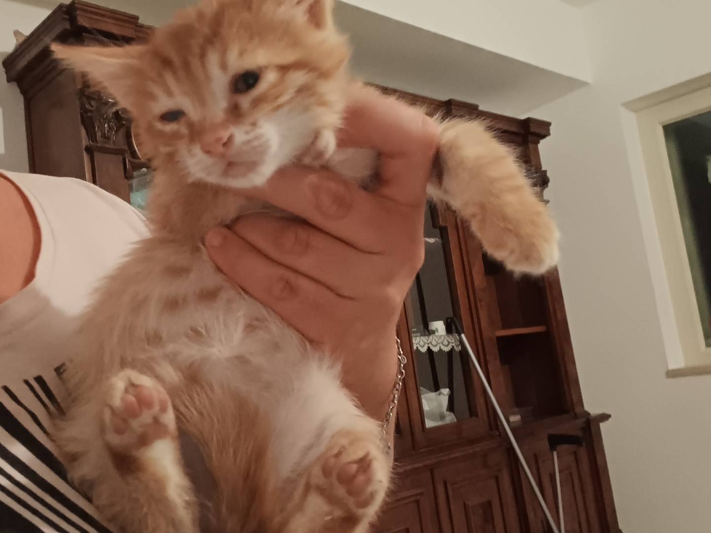 Adozione gatto, maschio, Razza sconosciuta Razza sconosciuta, 3 mesi, taglia non valida, Barletta