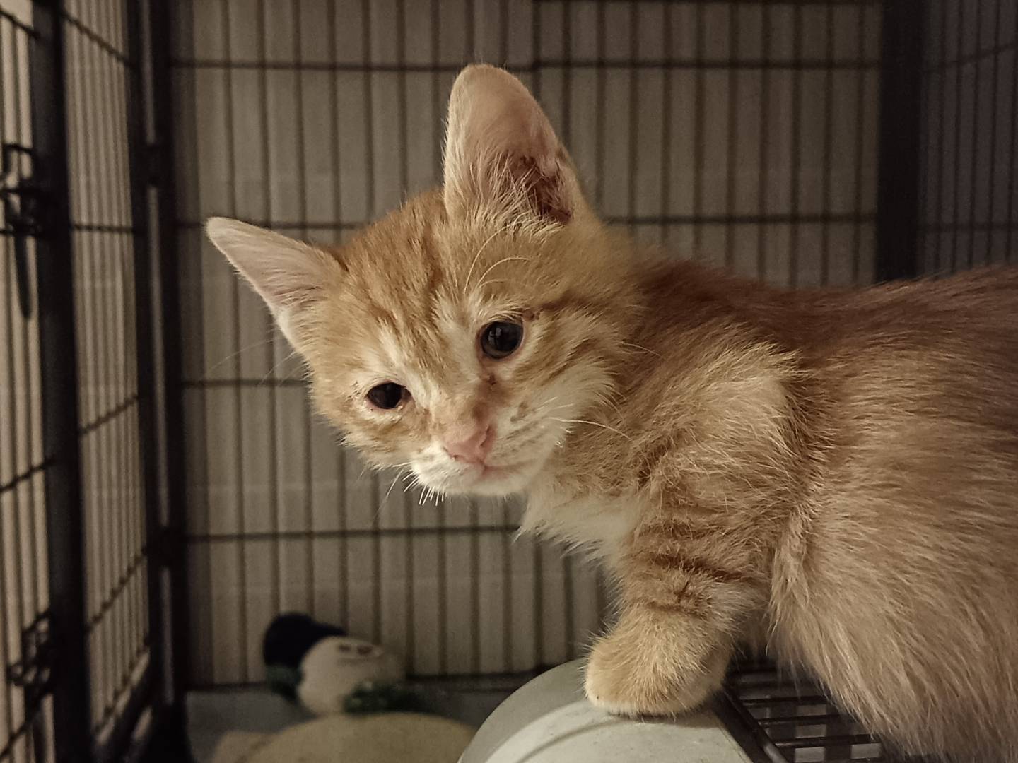 Adotta un gatto, maschio, 3 mesi, Barletta