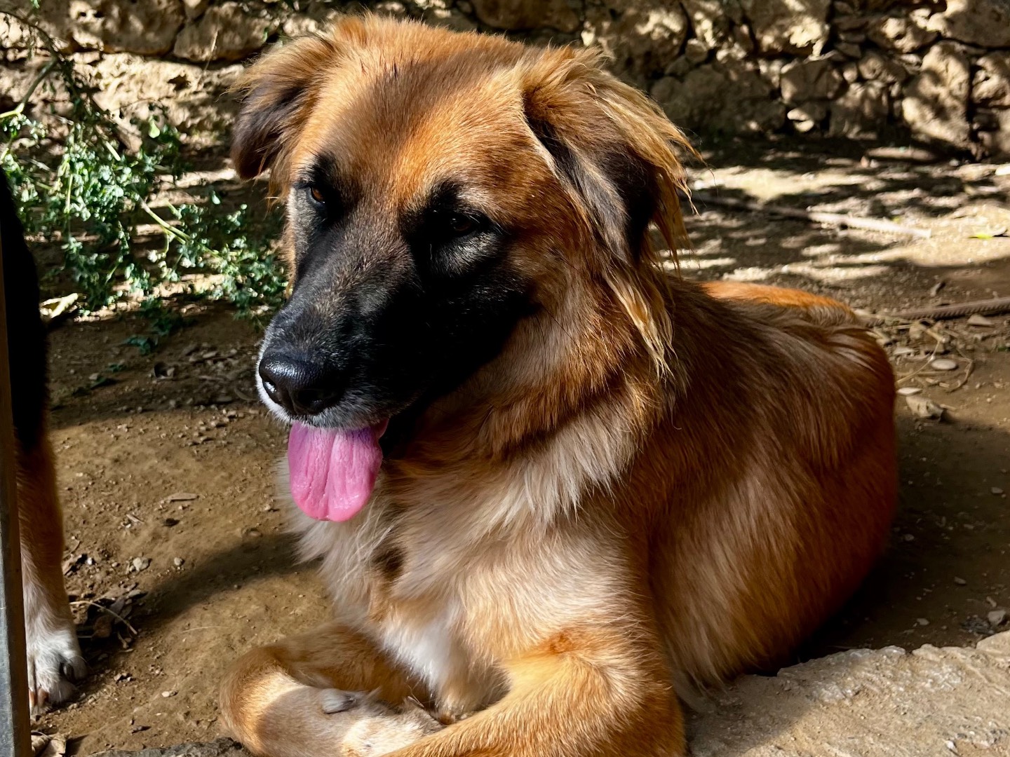 Adozione cane, femmina, Razza sconosciuta Razza sconosciuta, 1 anno e 4 mesi, taglia media, Savona