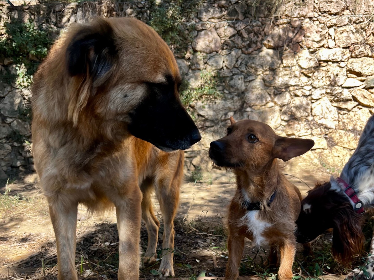 Adotta un cane, femmina, 1 anno e 4 mesi, Savona