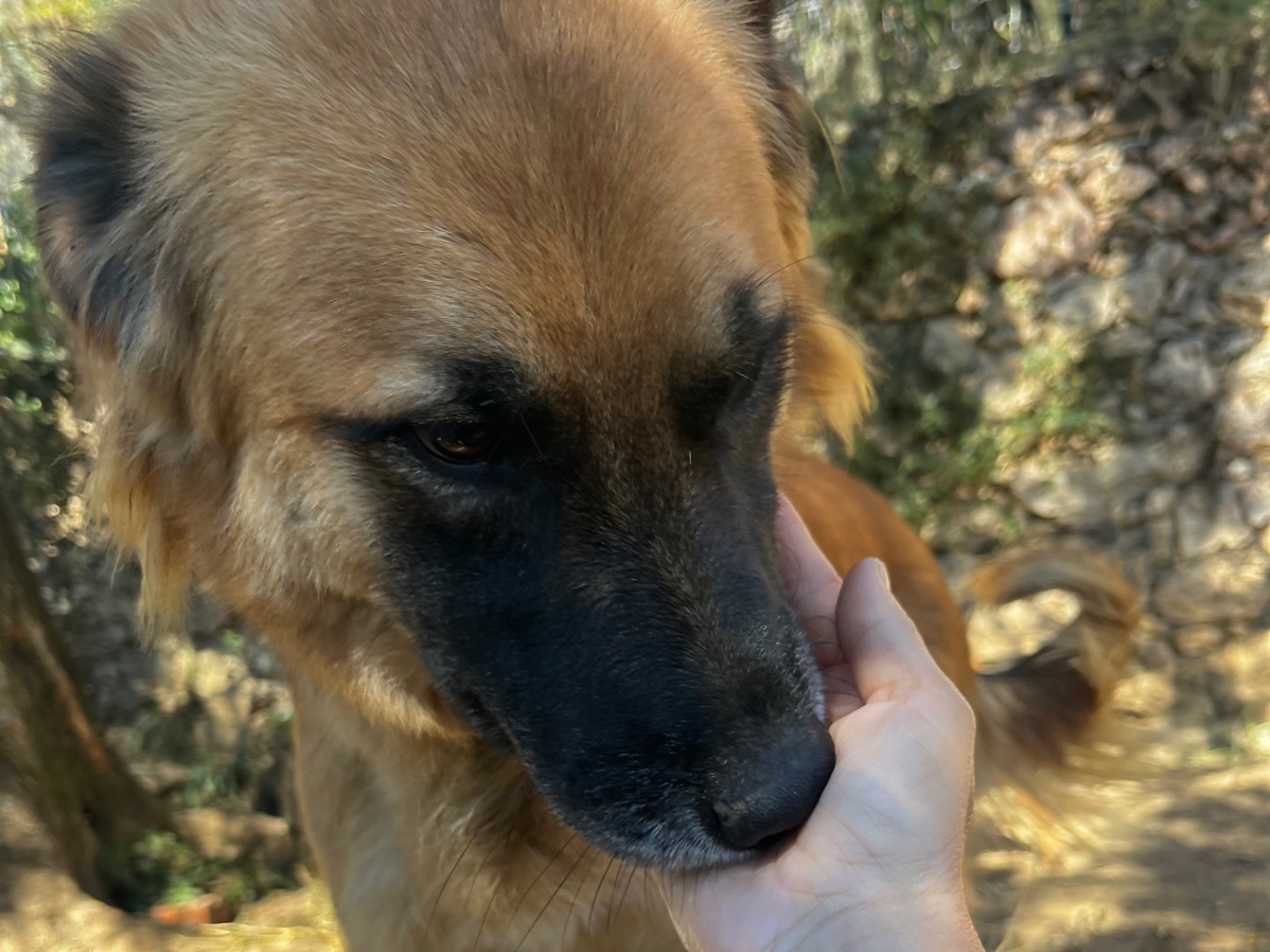 Adotta un cane, taglia media, femmina, Savona