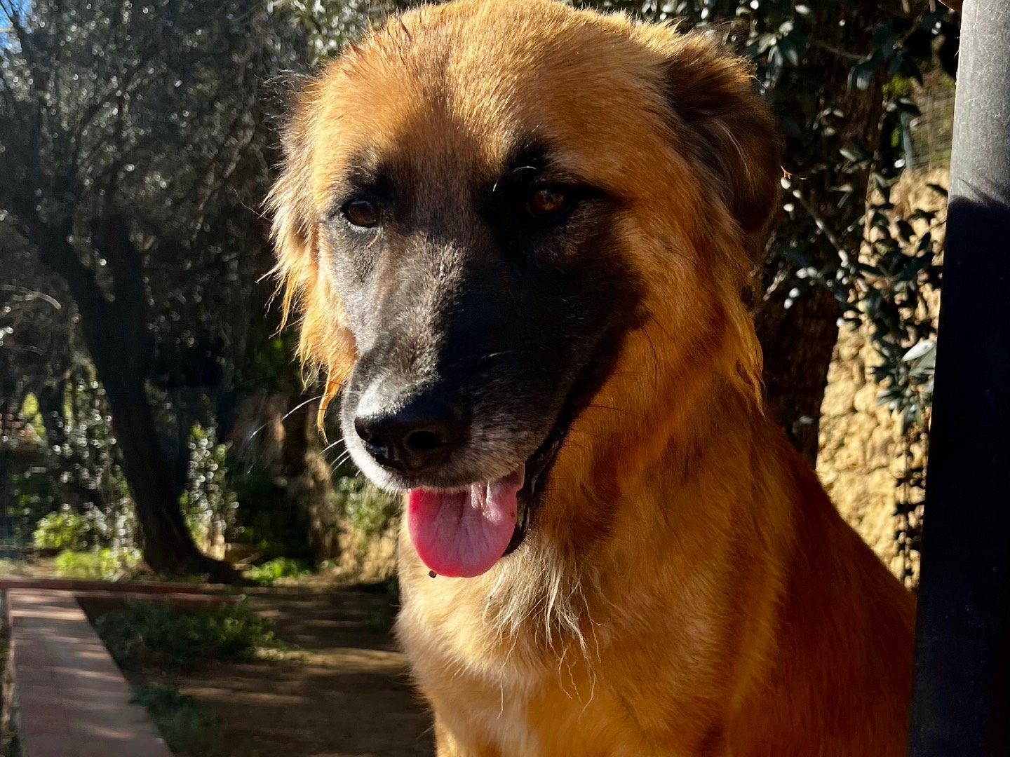Adotta il cane Flo  a Savona
