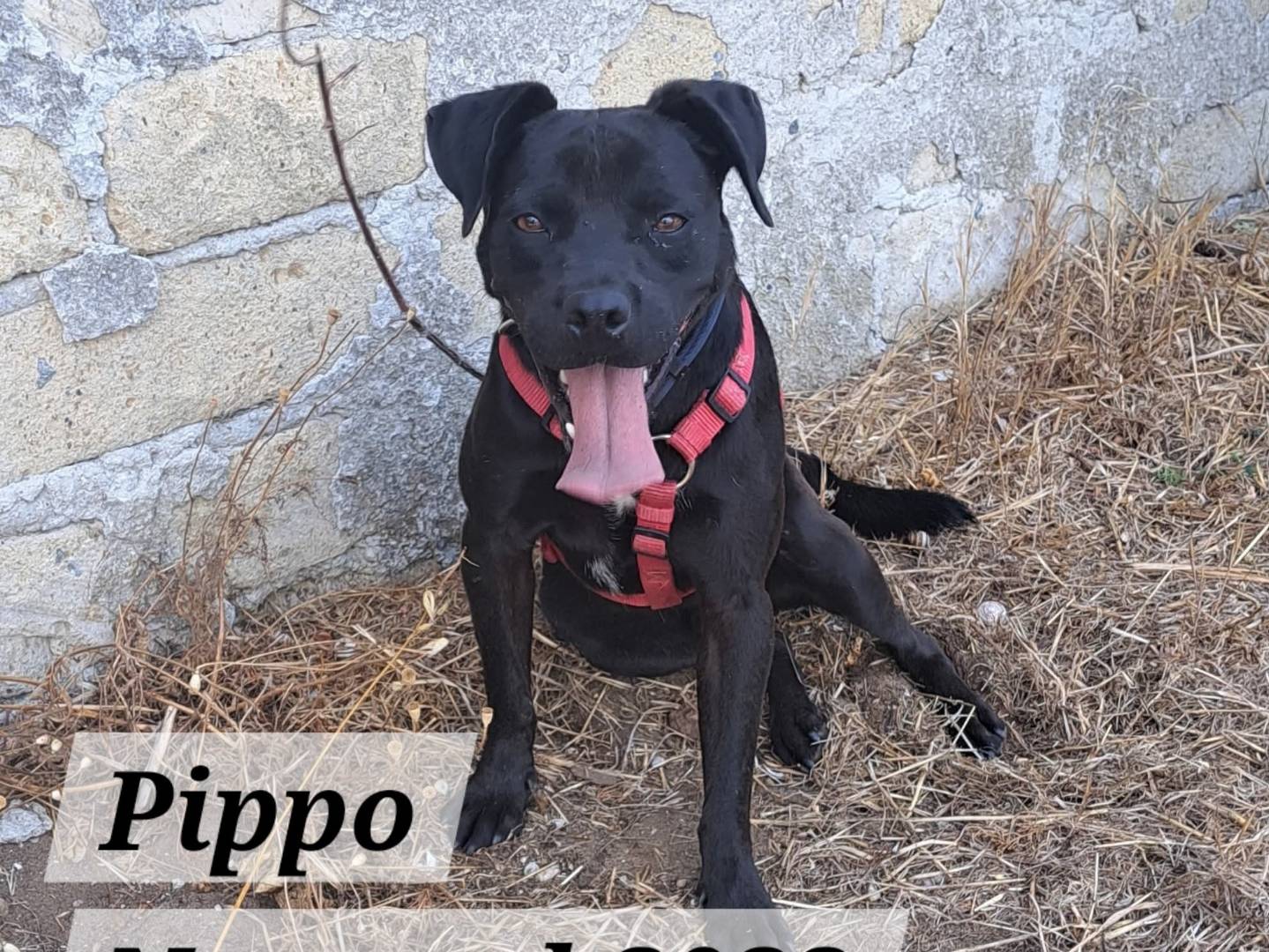 Adotta un cane, maschio, 1 anno e 10 mesi, Caserta