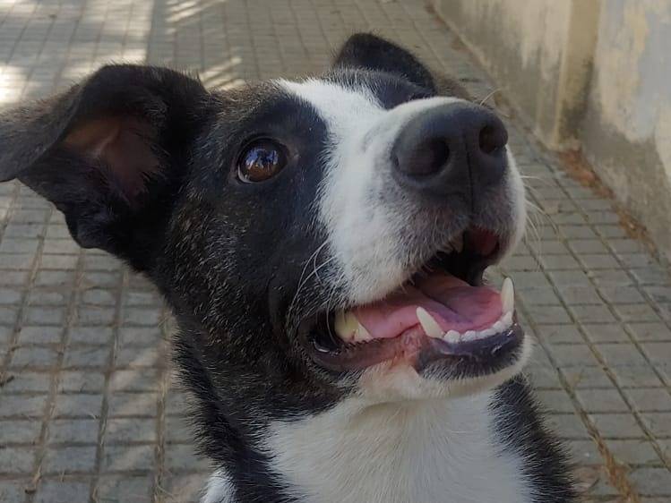 Adotta un cane, femmina, 2 anni e 1 mese, Nuoro