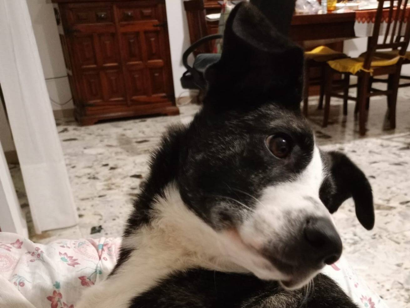 Adotta un cane, taglia media contenuta, femmina, Nuoro