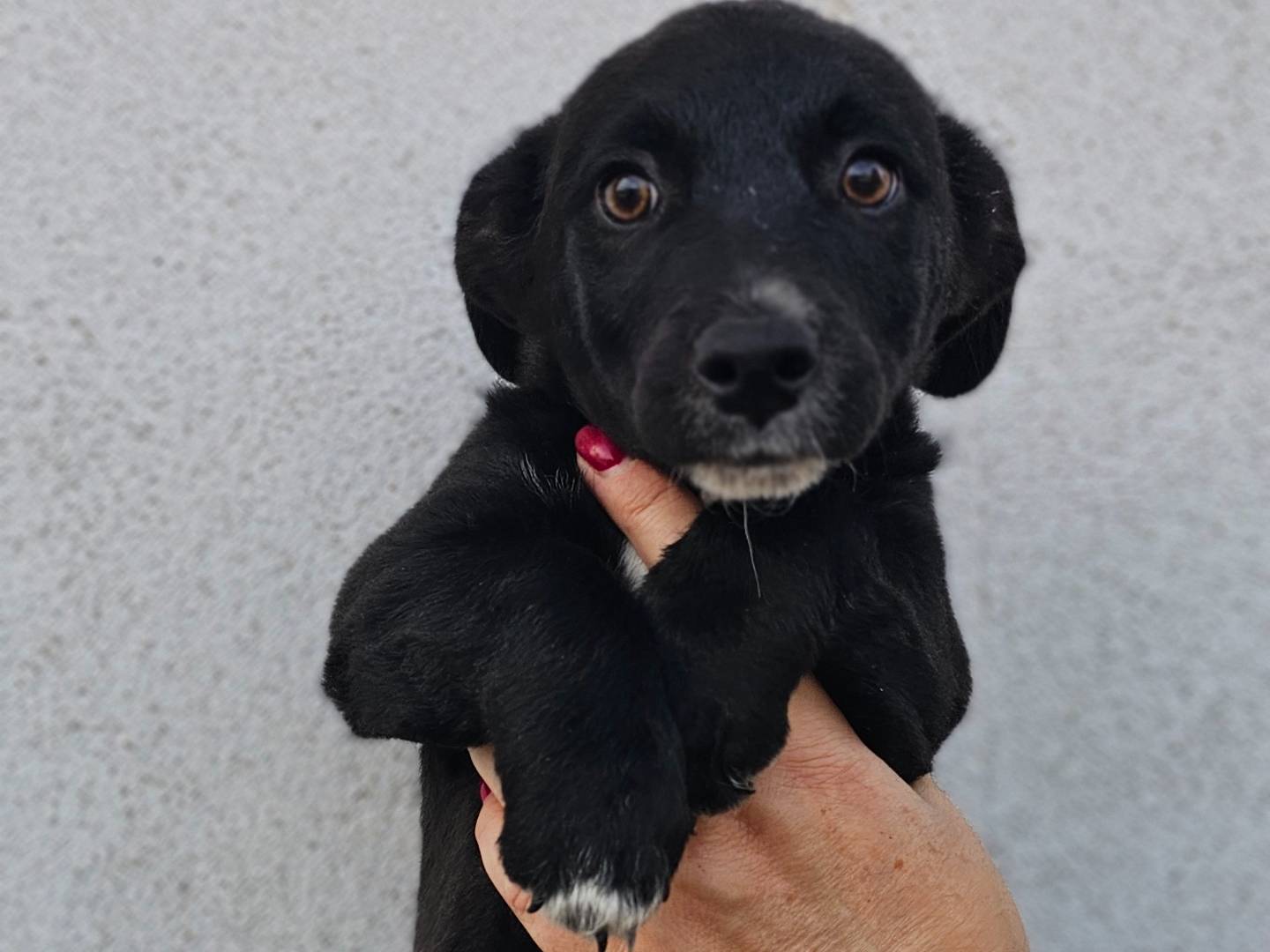 Adozione cane, maschio, Razza sconosciuta Razza sconosciuta, 2 mesi, taglia piccola, Avellino
