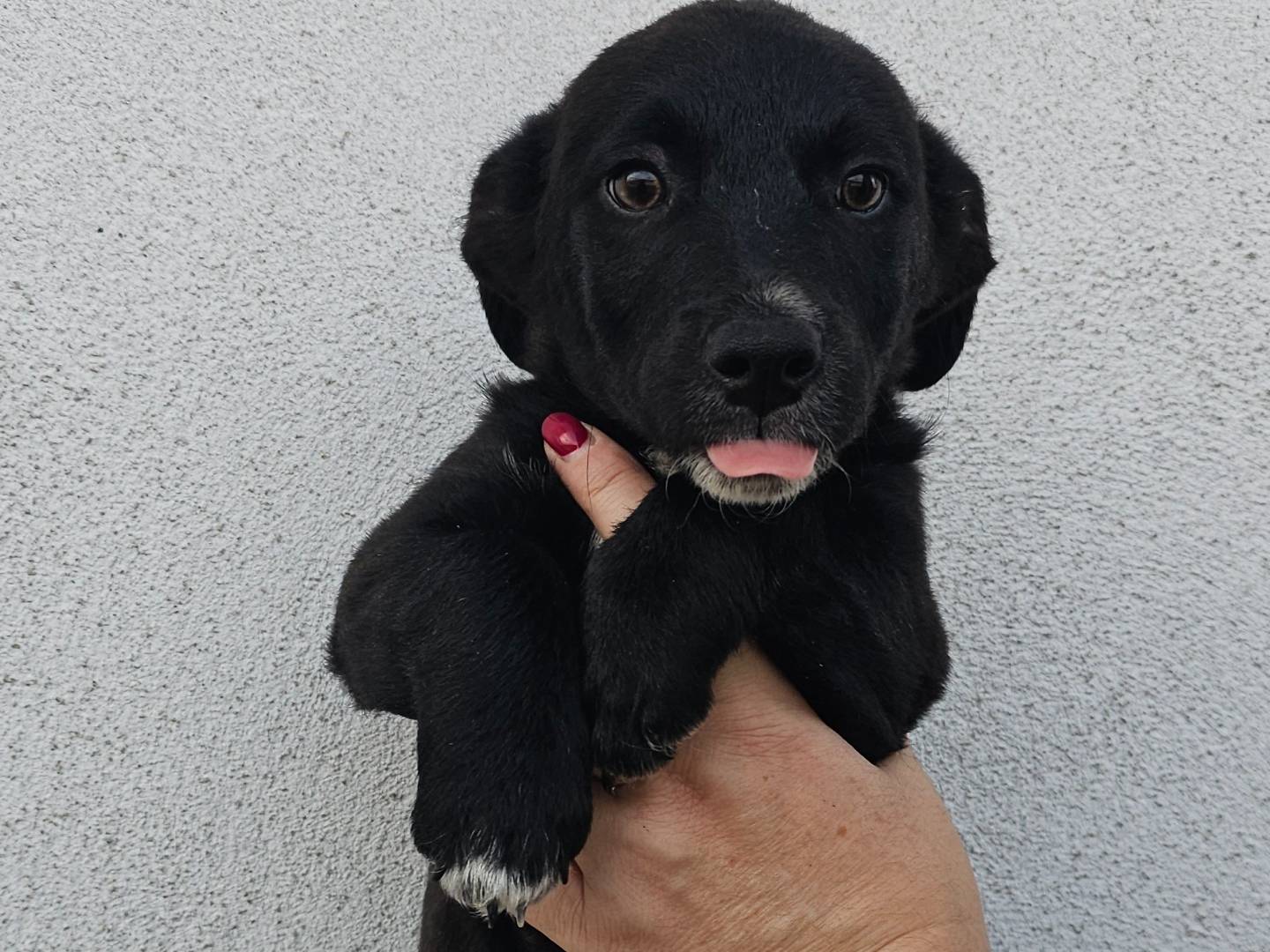 Adotta un cane, maschio, 2 mesi, Avellino