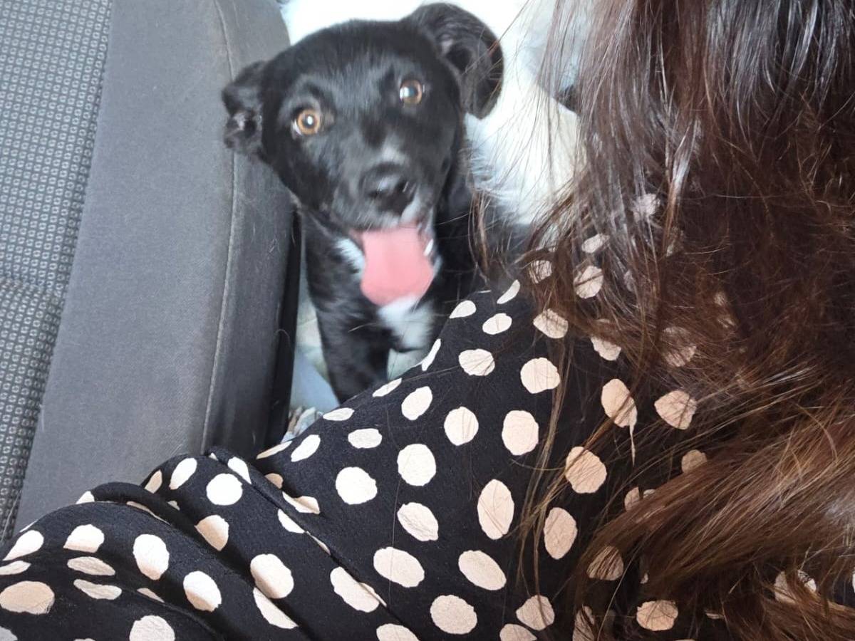 Adotta un cane, taglia piccola, maschio, Avellino