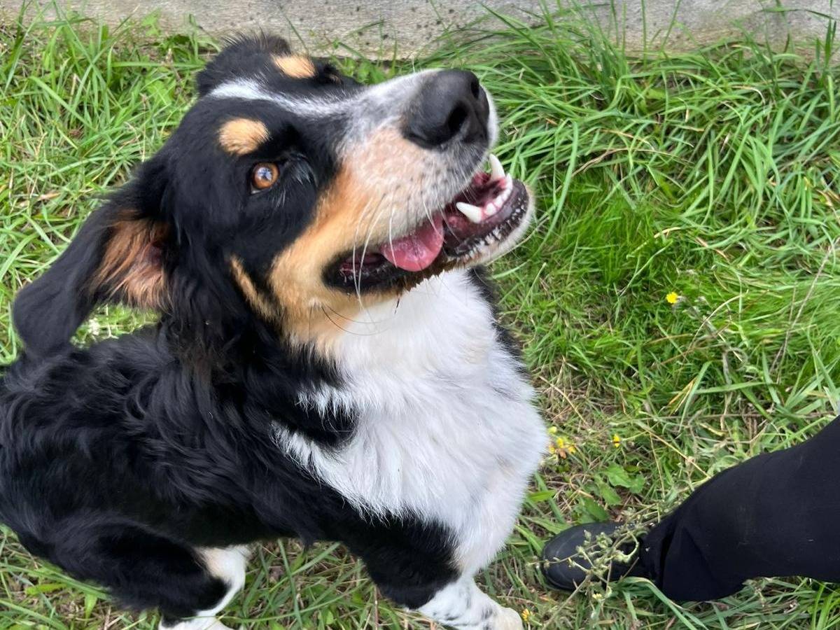 Vuoi adottare un cane a Avellino?