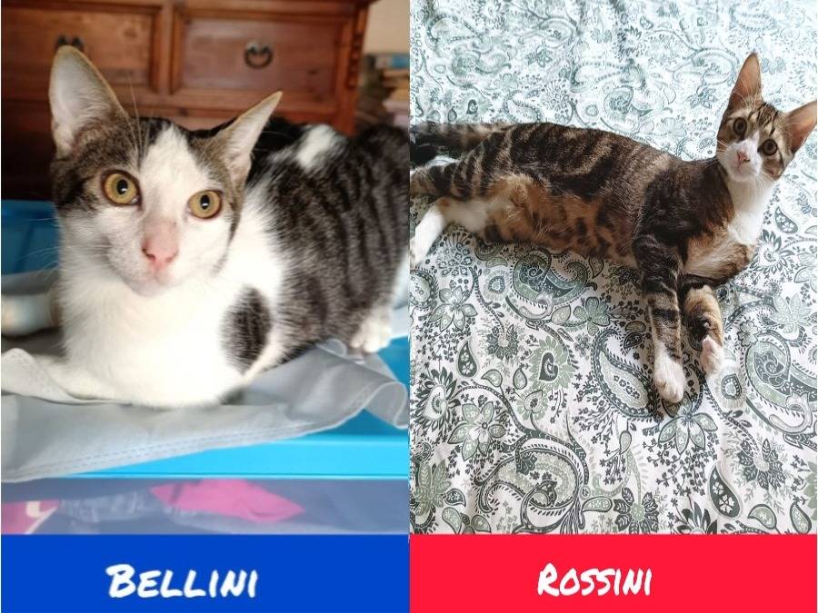 Adozione gatto, maschio, Razza sconosciuta Razza sconosciuta, 8 mesi, taglia non valida, Torino