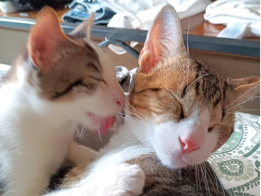 Adotta un gatto, maschio, 8 mesi, Torino