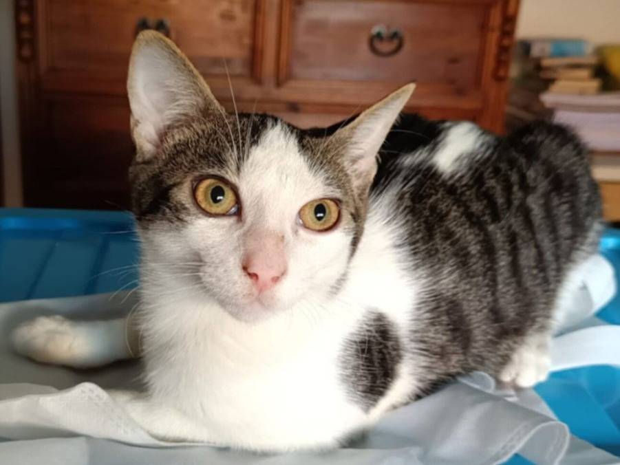 Adotta un gatto, taglia non valida, maschio, Torino