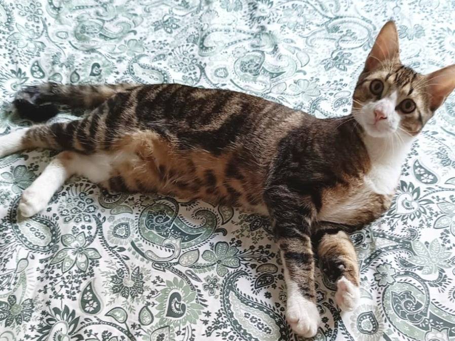 Vuoi adottare un gatto a Torino?