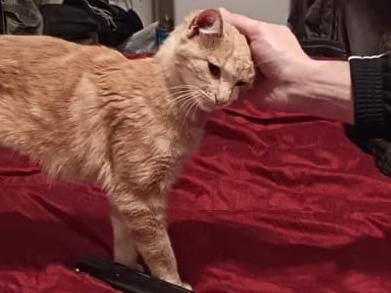 Adotta un gatto, taglia non valida, femmina, Viterbo