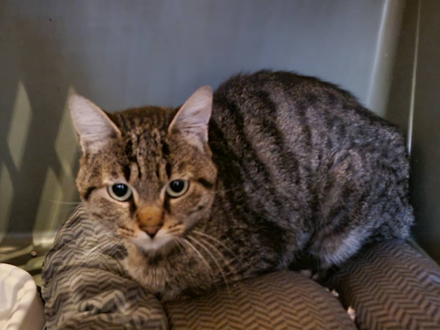 Adozione gatto, maschio, Razza sconosciuta Razza sconosciuta, 10 mesi, taglia non valida, Viterbo