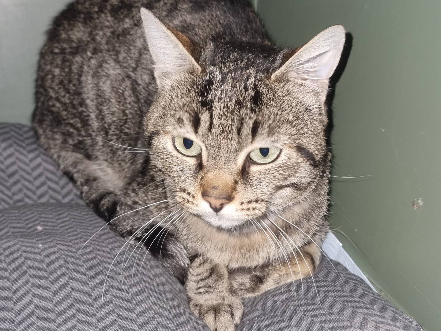 Adotta un gatto, maschio, 10 mesi, Viterbo