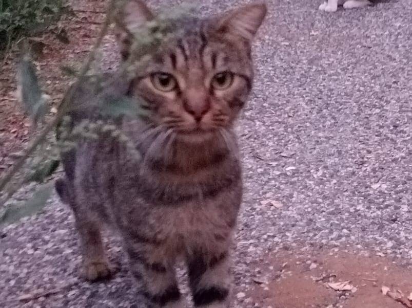 Adotta un gatto, maschio, 1 anno e 10 mesi, Viterbo
