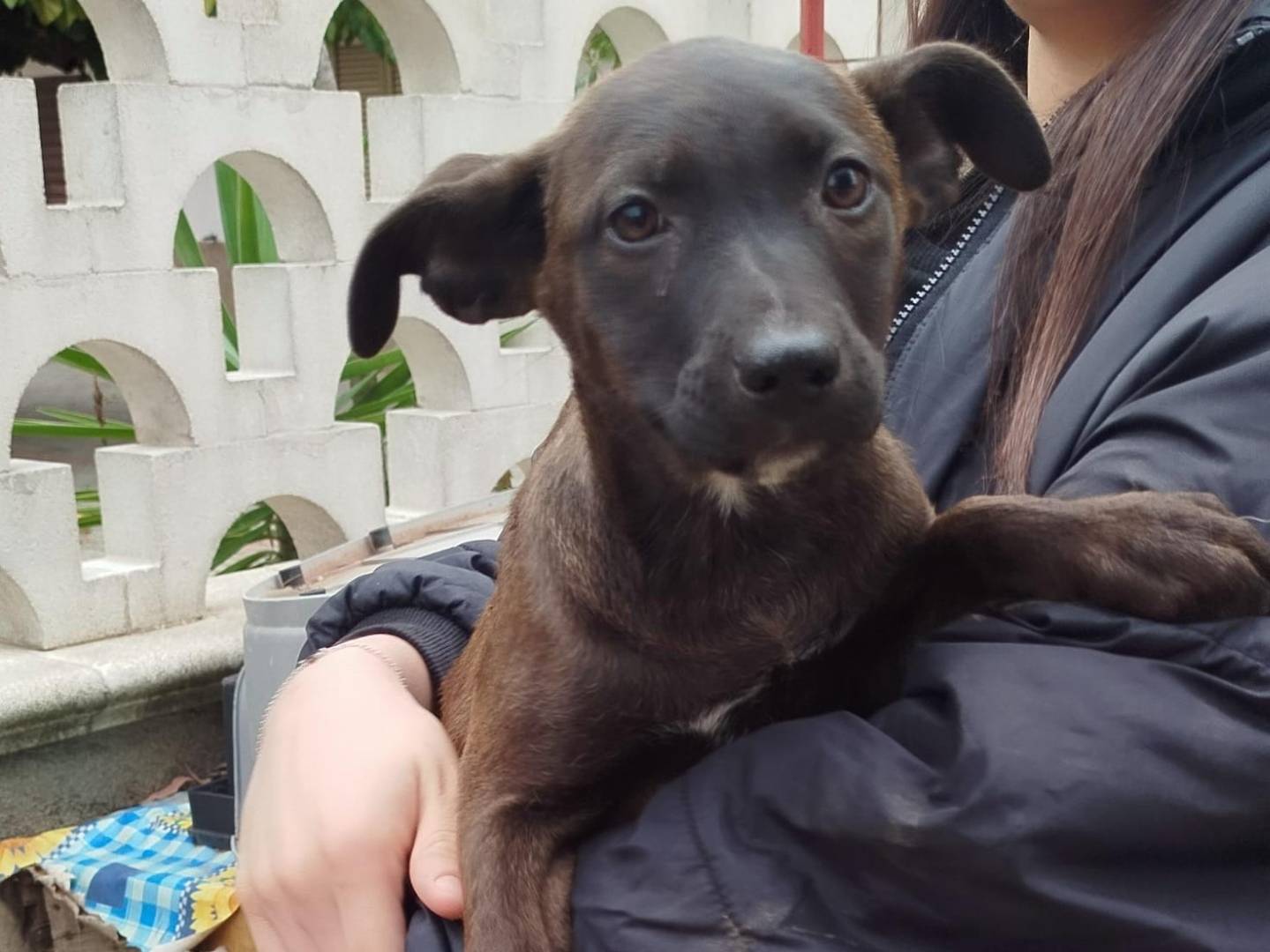 Adozione cane, femmina, Pinscher Razza sconosciuta, 3 mesi, taglia media contenuta, Cosenza