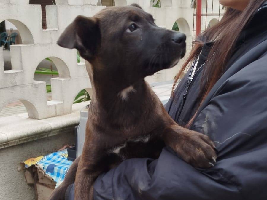 Adotta un cane, femmina, 3 mesi, Cosenza