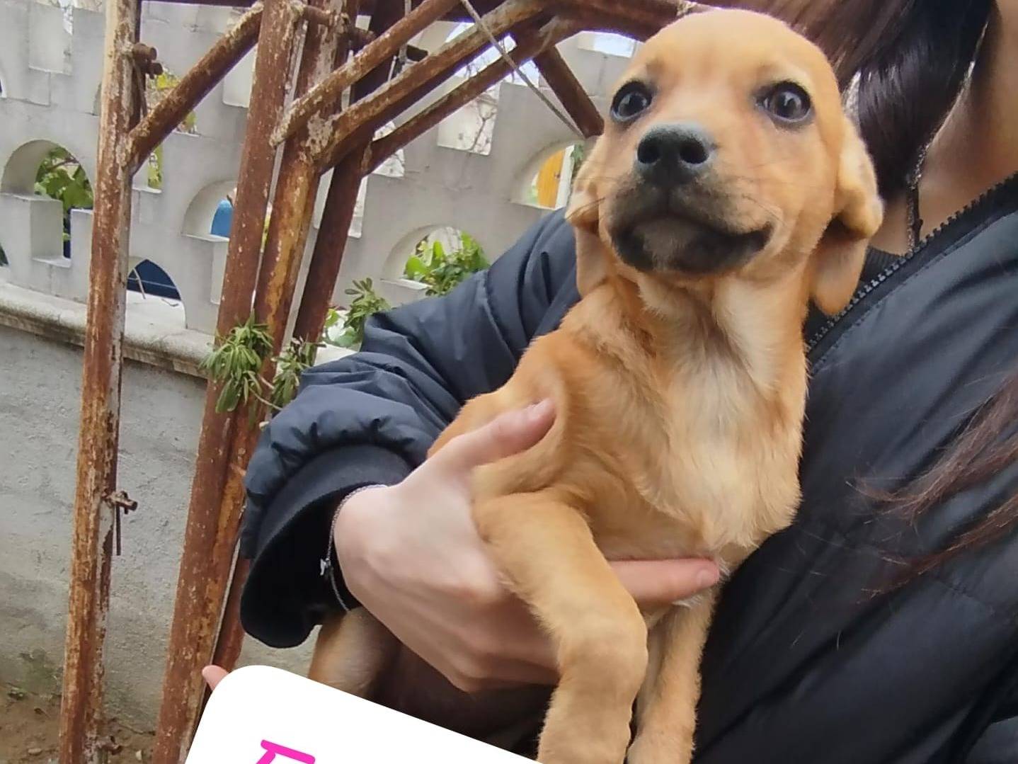 Adozione cane, femmina, Razza sconosciuta Razza sconosciuta, 3 mesi, taglia media contenuta, Cosenza