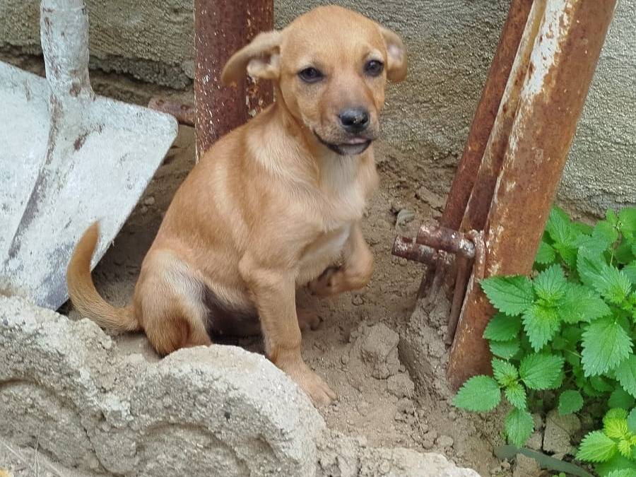 Adotta un cane, femmina, 3 mesi, Cosenza