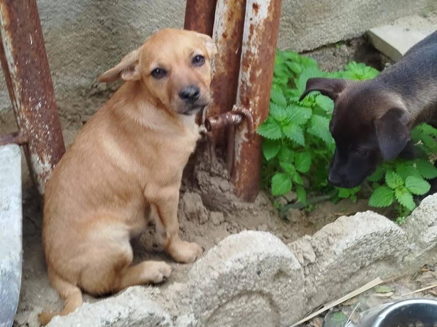 Adotta un cane, taglia media contenuta, femmina, Cosenza