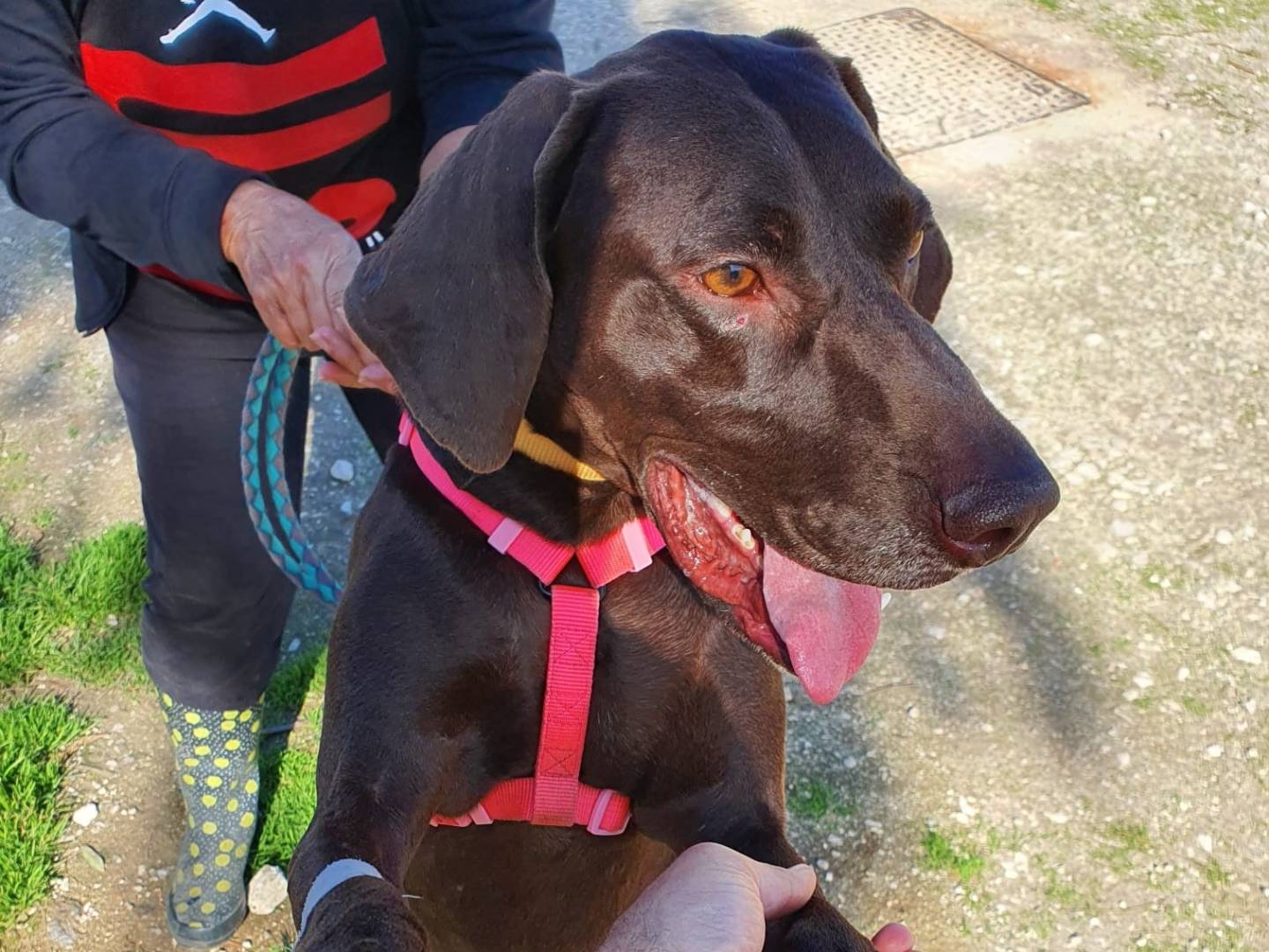 Adotta un cane, taglia media, femmina, Caserta