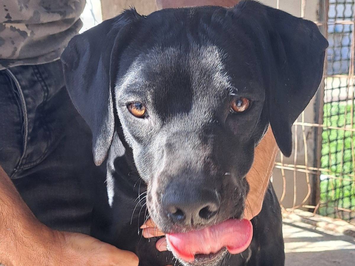 Adotta il cane MILO a Caserta