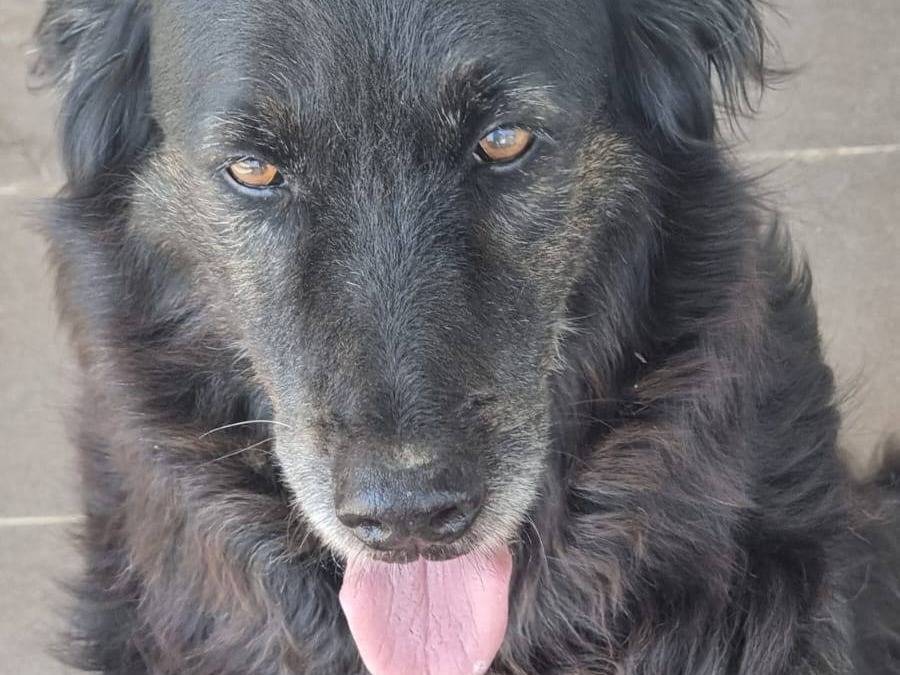 Adotta il cane Gaetano  a Caserta