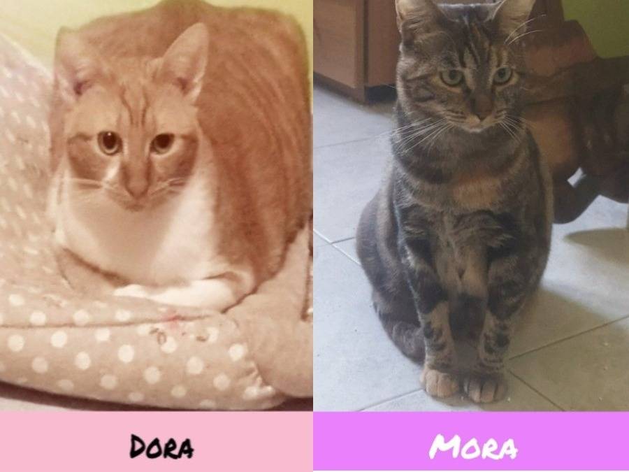 Adozione gatto, femmina, Razza sconosciuta Razza sconosciuta, 1 anno e 2 mesi, taglia non valida, Torino