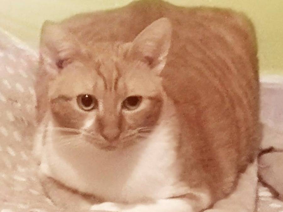 Adotta un gatto, femmina, 1 anno e 2 mesi, Torino