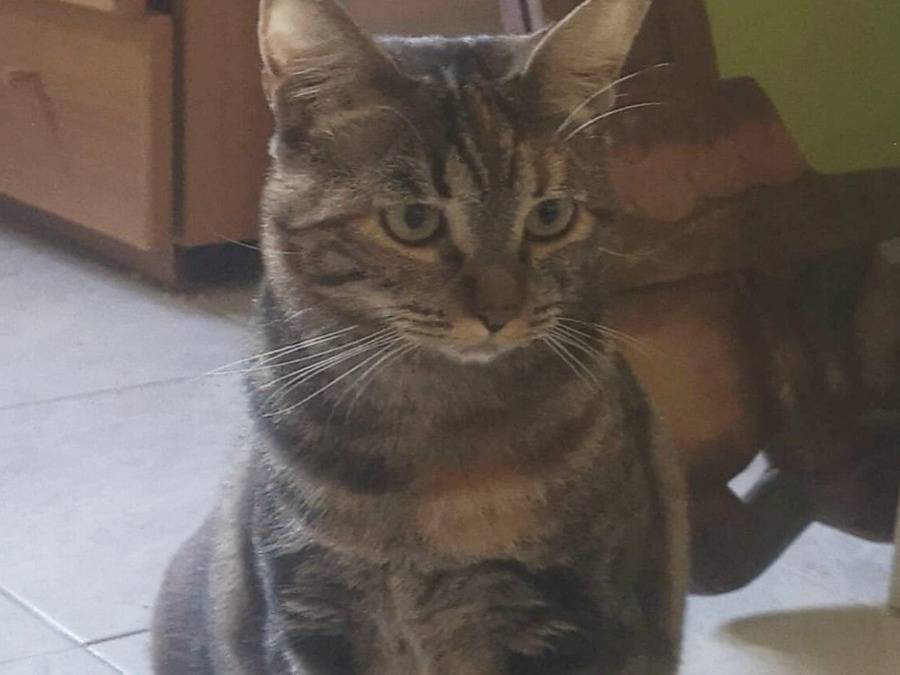 Adotta un gatto, taglia non valida, femmina, Torino