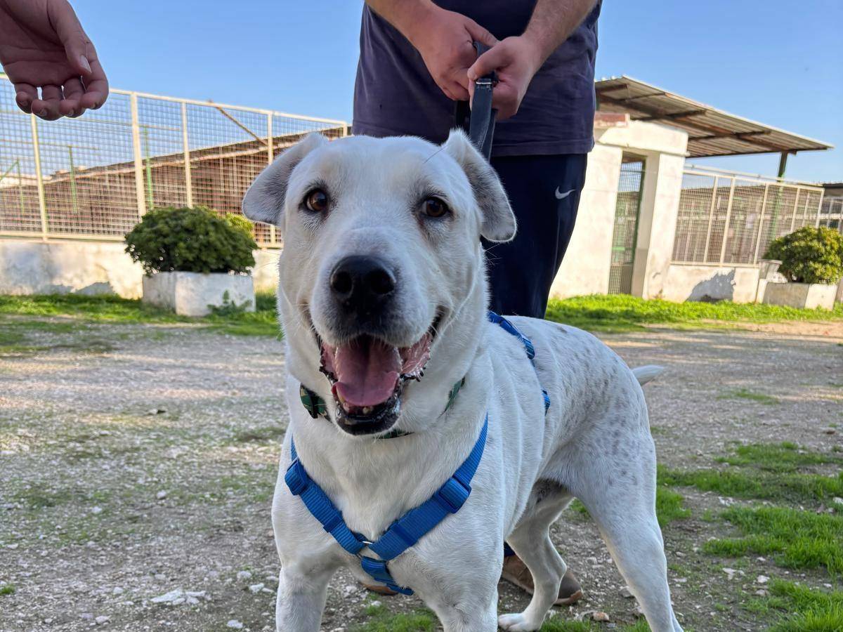 Adotta il cane NITRO  a Caserta