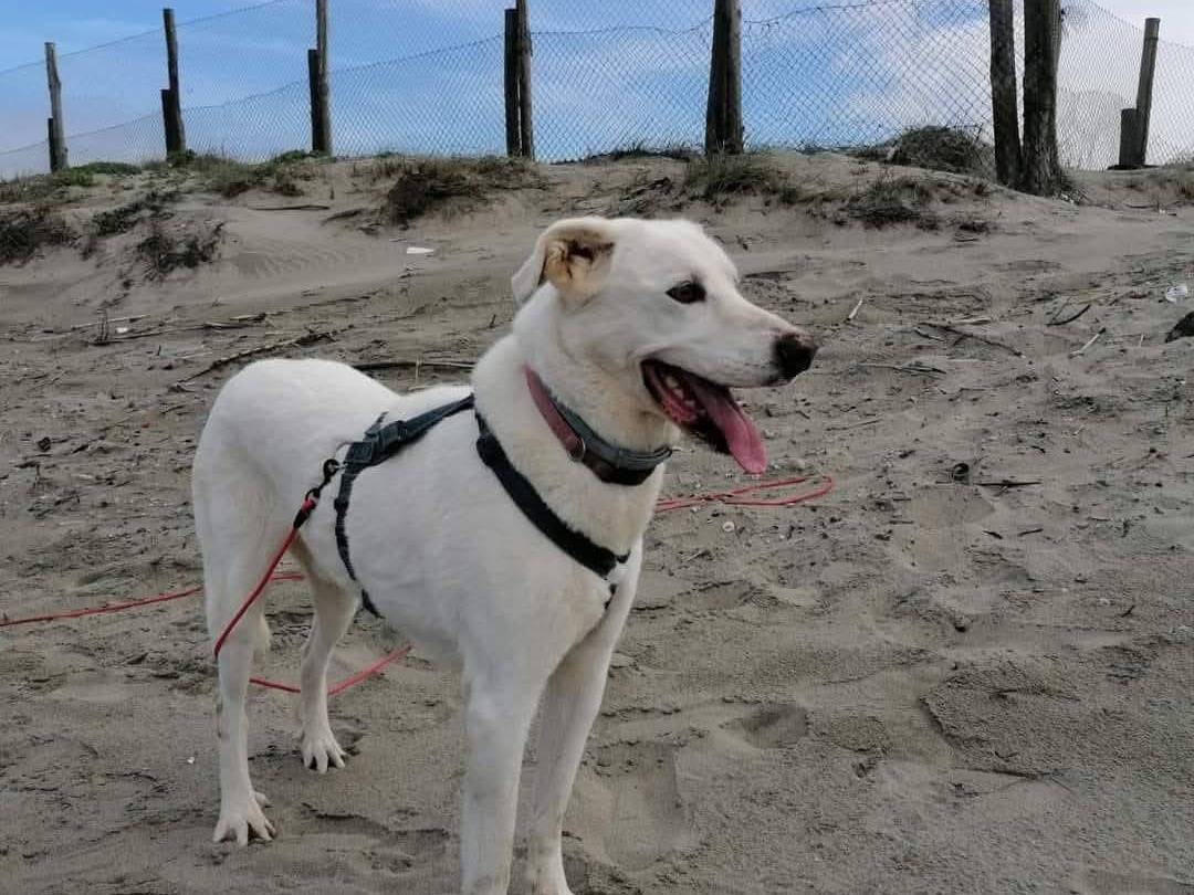 Vuoi adottare un cane a Caserta?