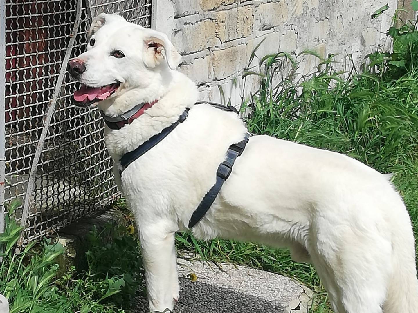 Adotta il cane PRIAMO a Caserta