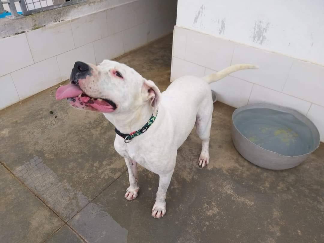 Adotta il cane DUNCAN a Caserta