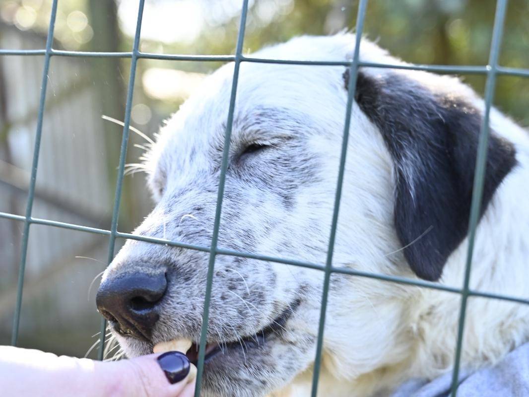 Adotta un cane, maschio, 5 mesi, Siena