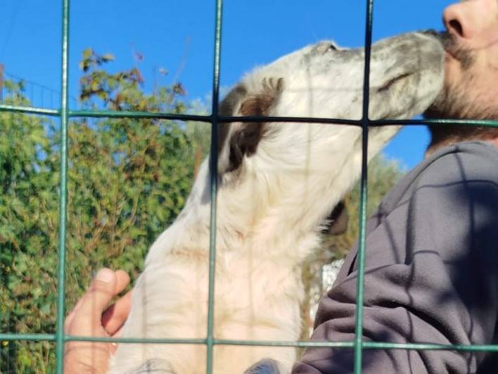 Adotta un cane, taglia grande, maschio, Siena