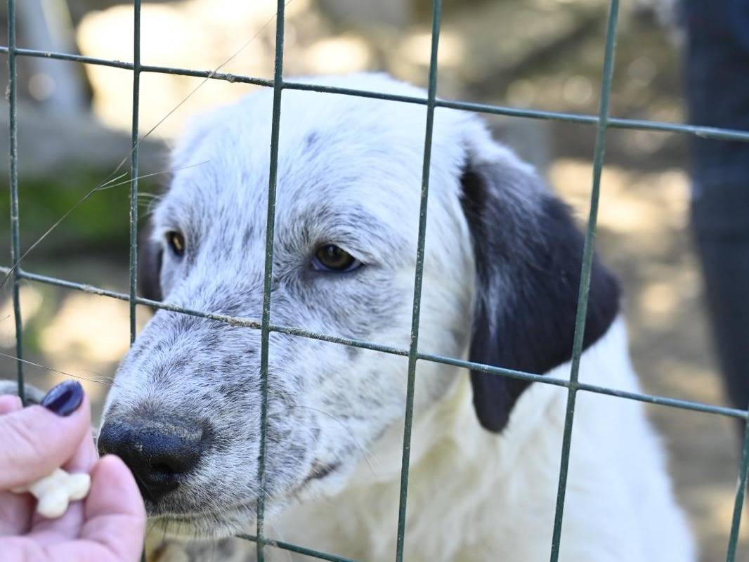 Vuoi adottare un cane a Siena?